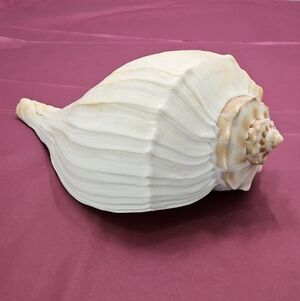 Elegant Giant Knobbed Whelk Home Accent